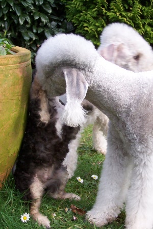 Unsere Hunde 03.02 (18).JPG